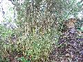 Mountain Bamboo, Bergbamboes / Thamnocalamus tessellatus 